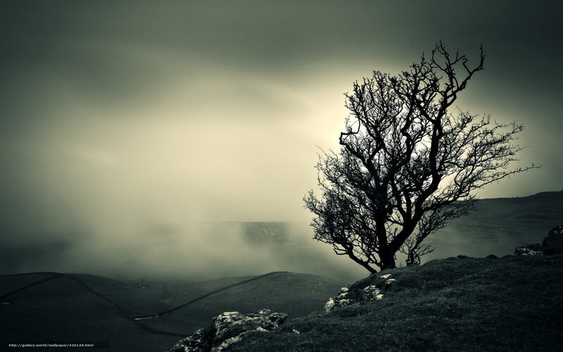 Solitary tree on a misty hill