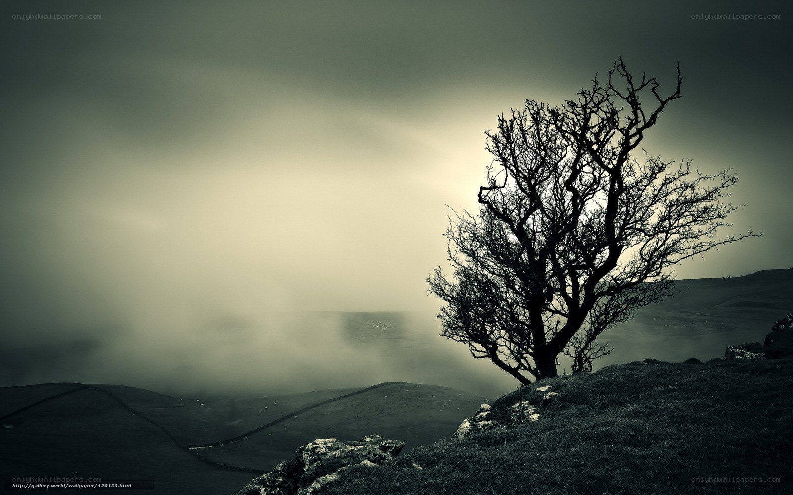 Solitary tree on a misty hill