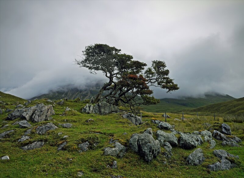 Solitary tree on a misty hillside