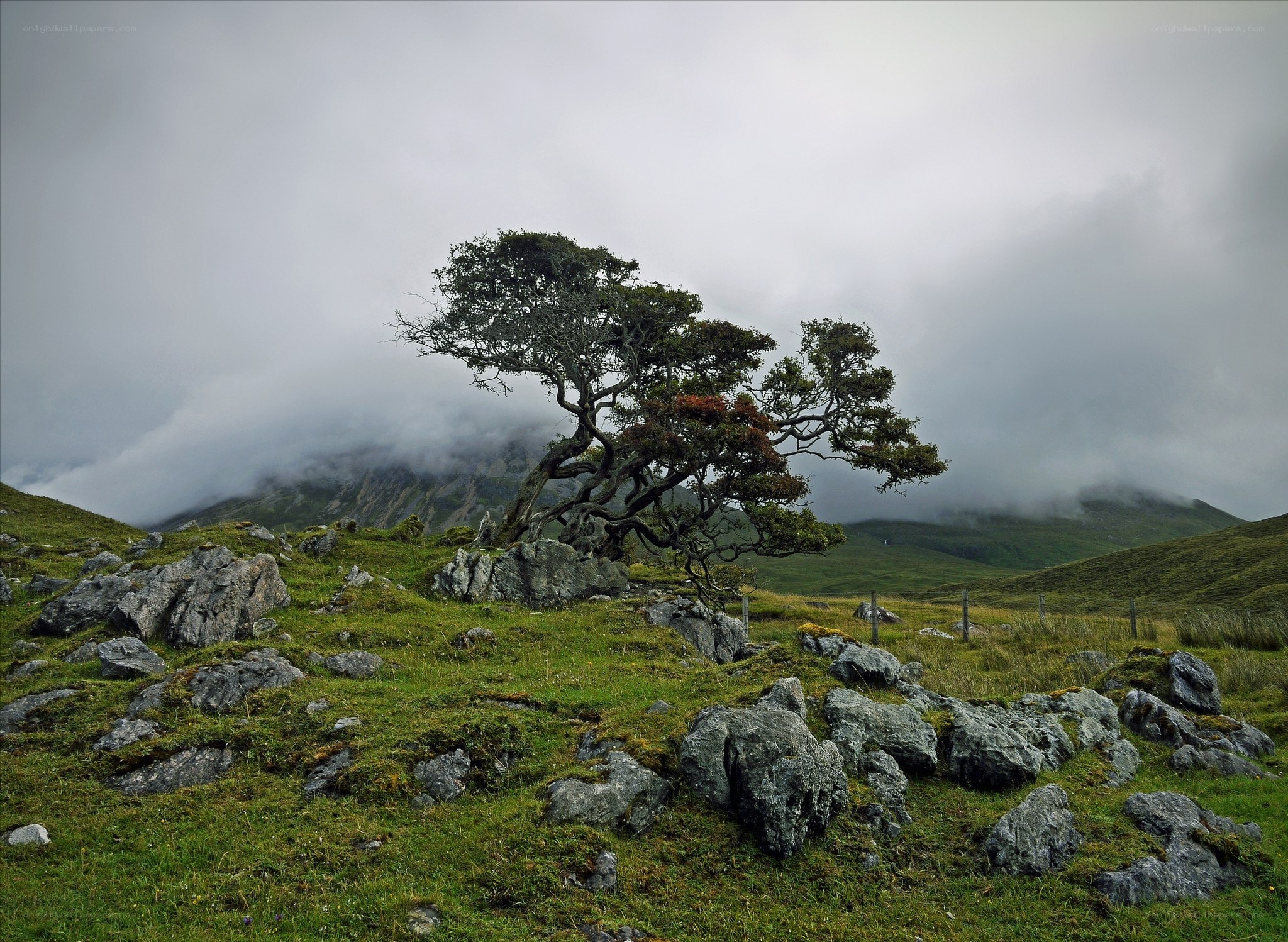 Solitary tree on a misty hillside