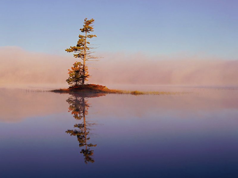 Solitary tree on a misty island