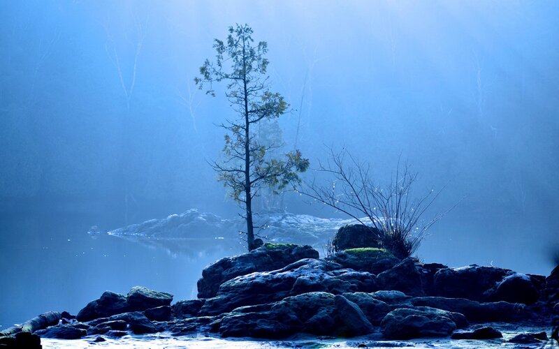 Solitary tree on a misty lake
