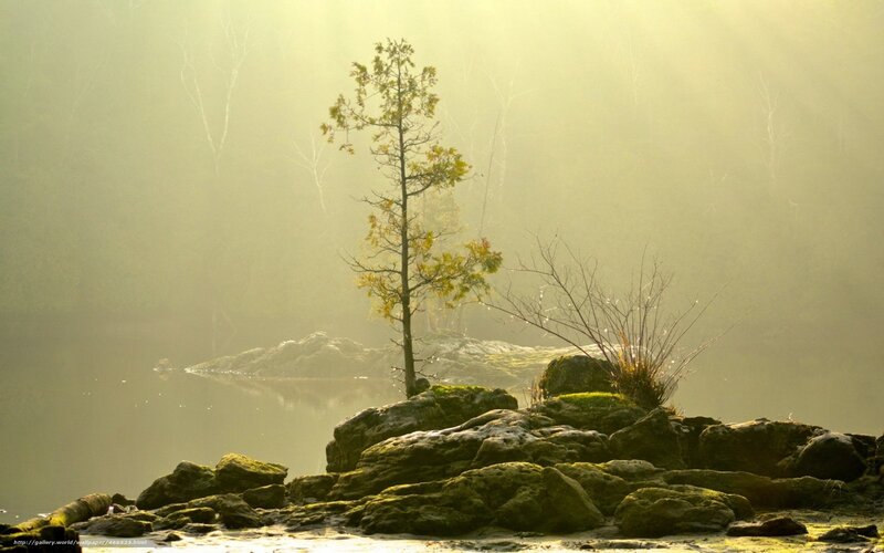 Solitary tree on a misty lake
