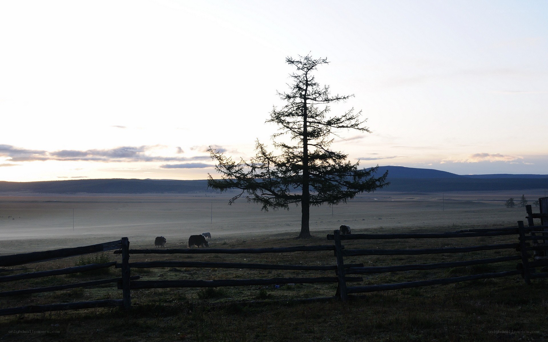 Solitary tree on a misty plain
