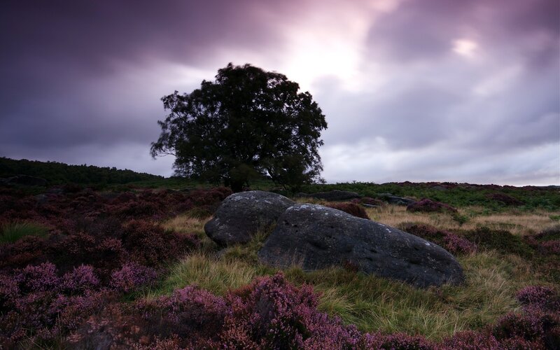 Solitary tree on a moor
