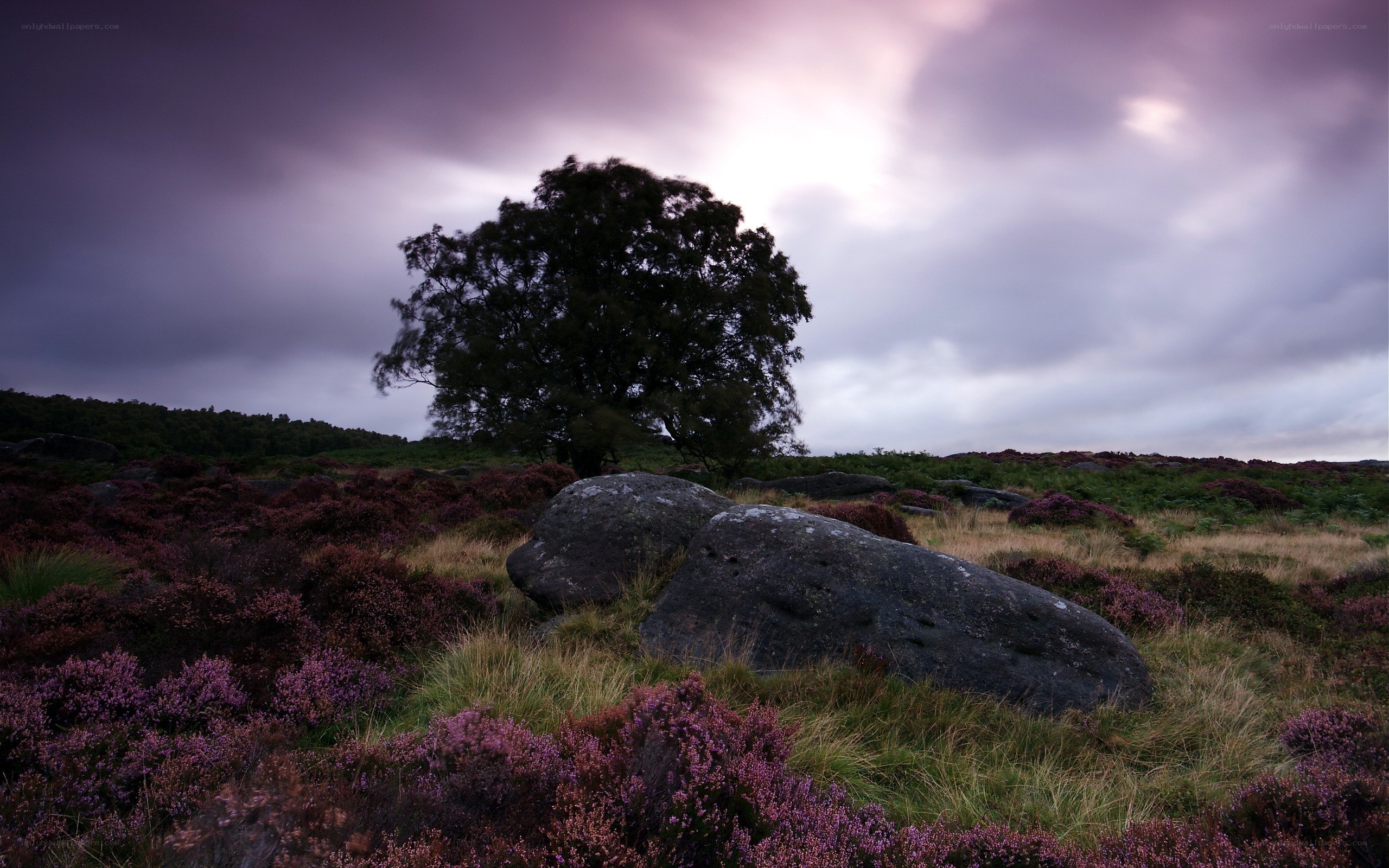 Solitary tree on a moor