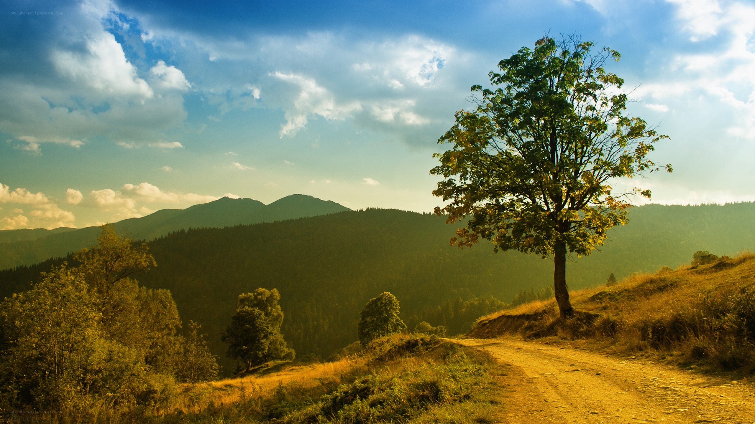 Solitary tree on a mountain path