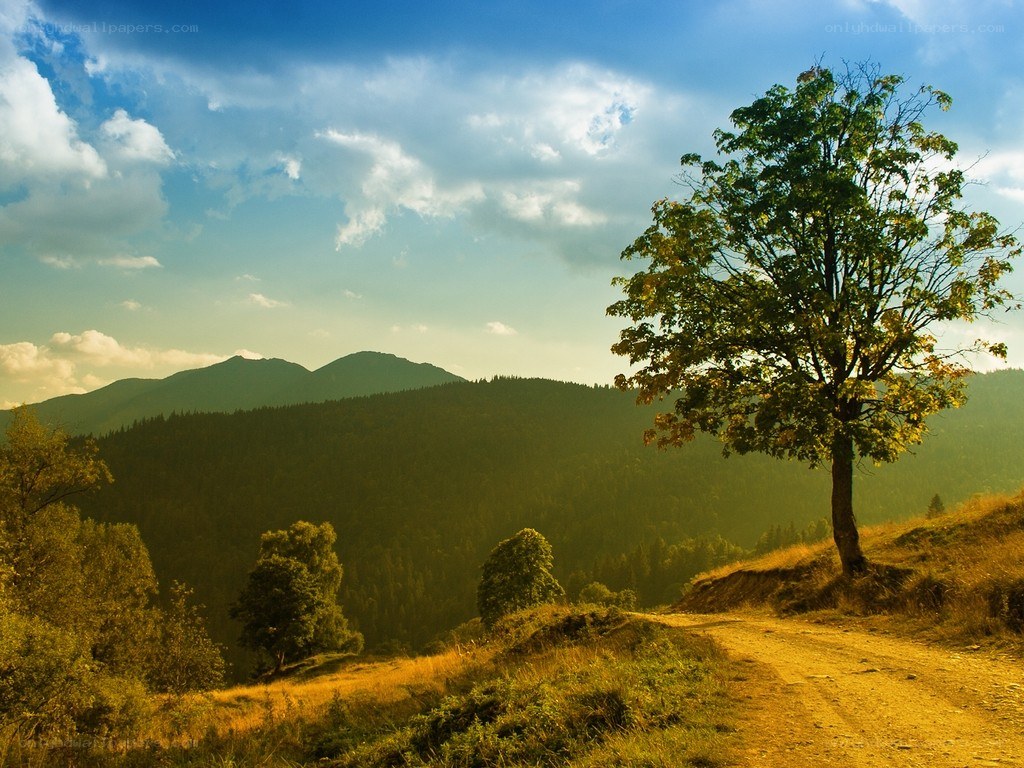 Solitary tree on a mountain path