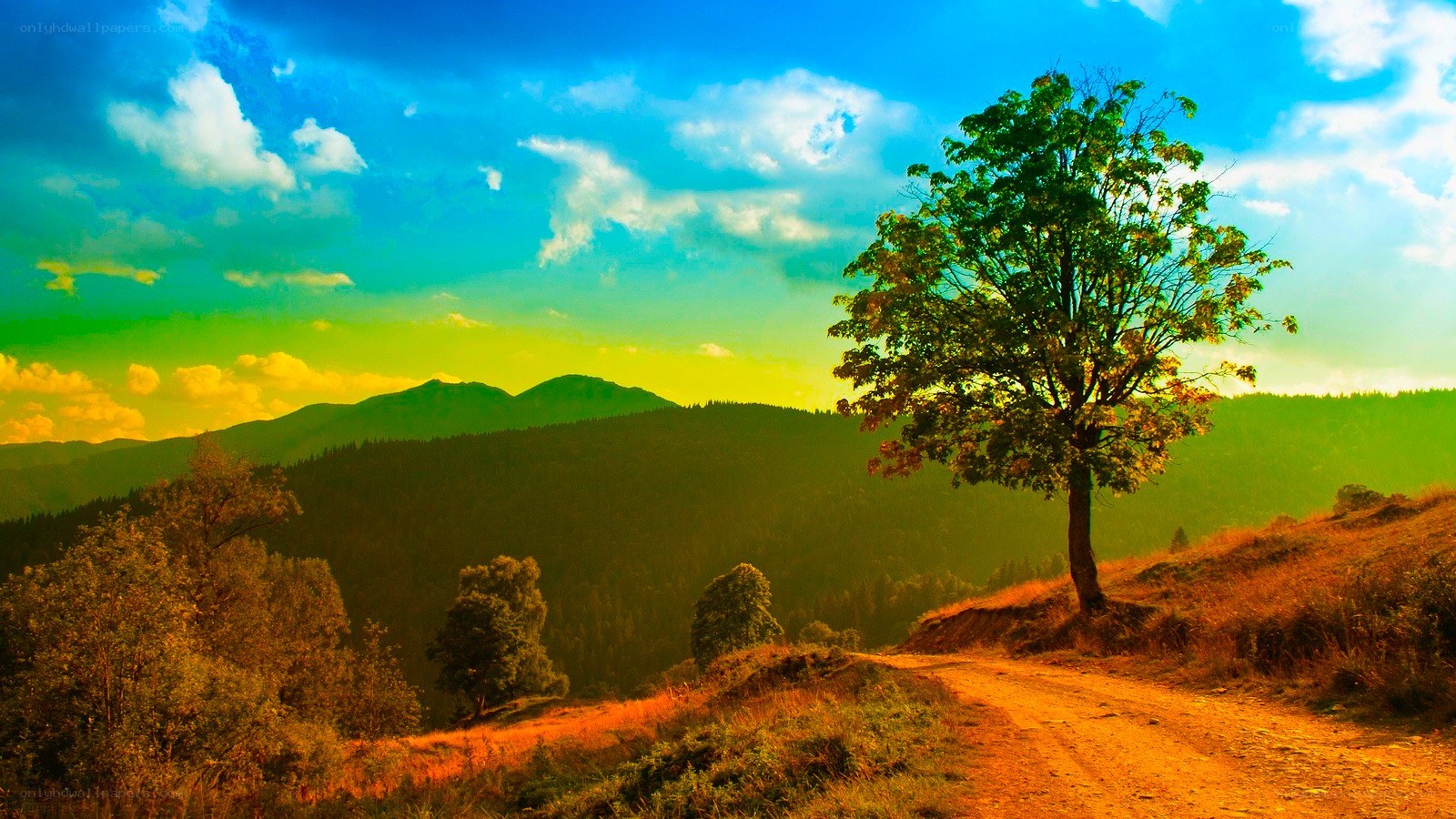 Solitary tree on a mountain path