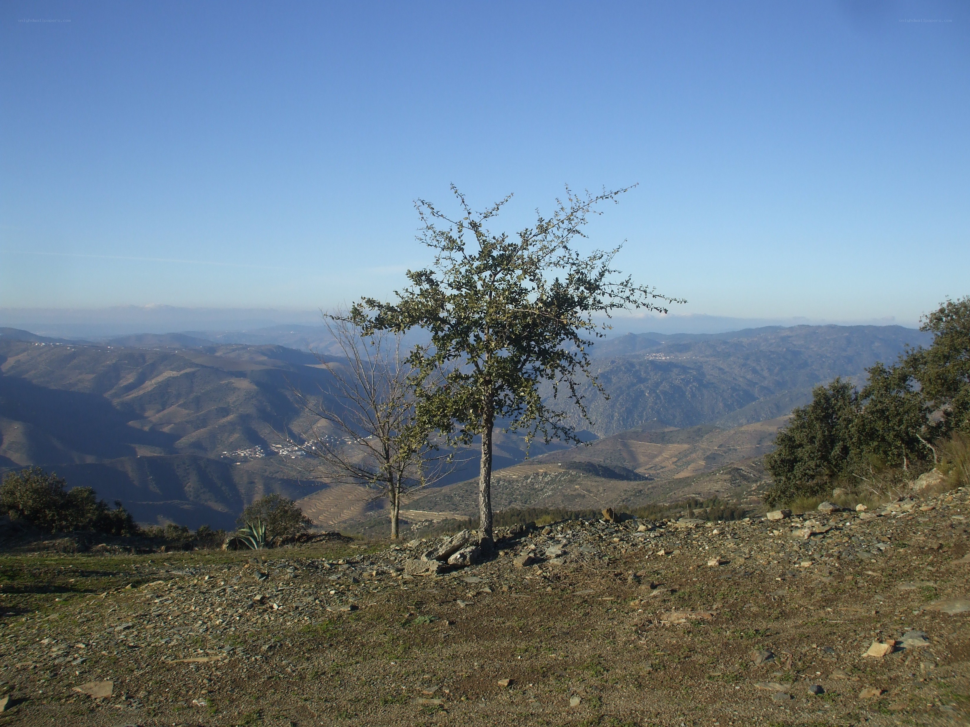 Solitary tree on a mountain ridge