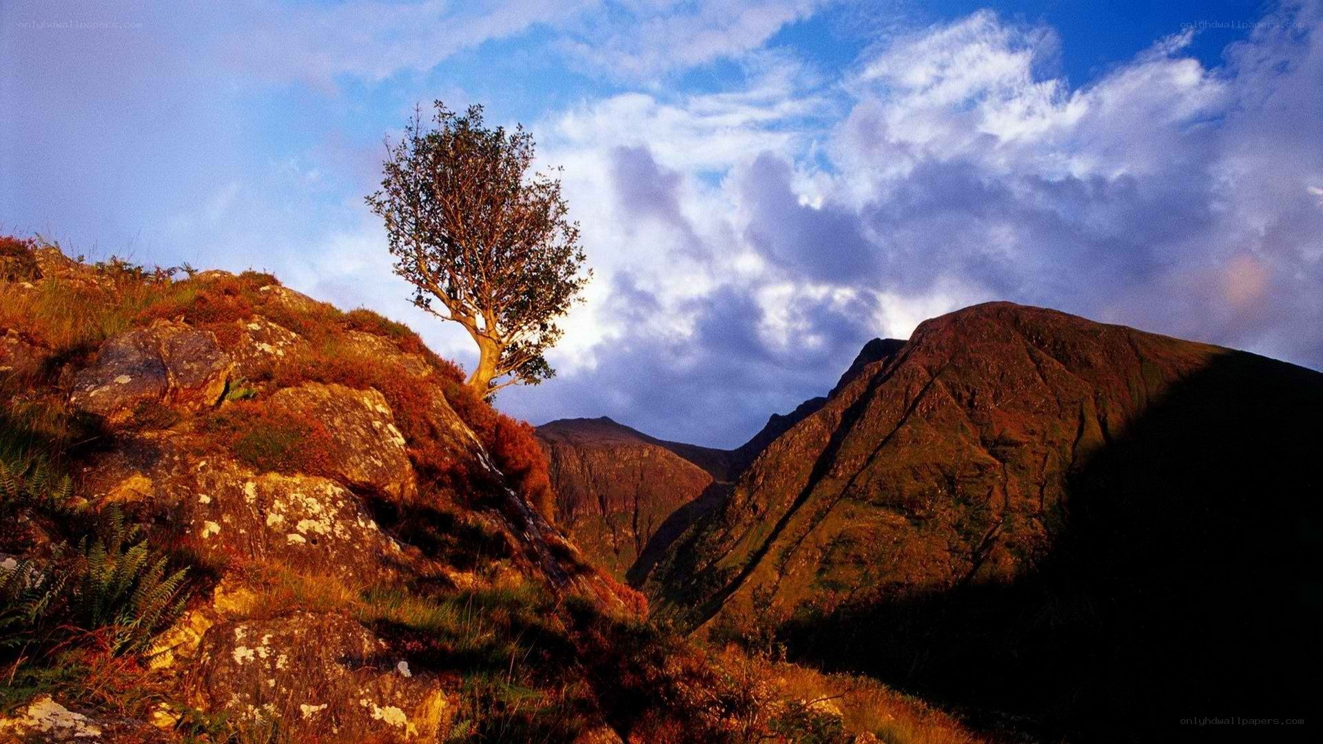 solitary tree on a mountain slope