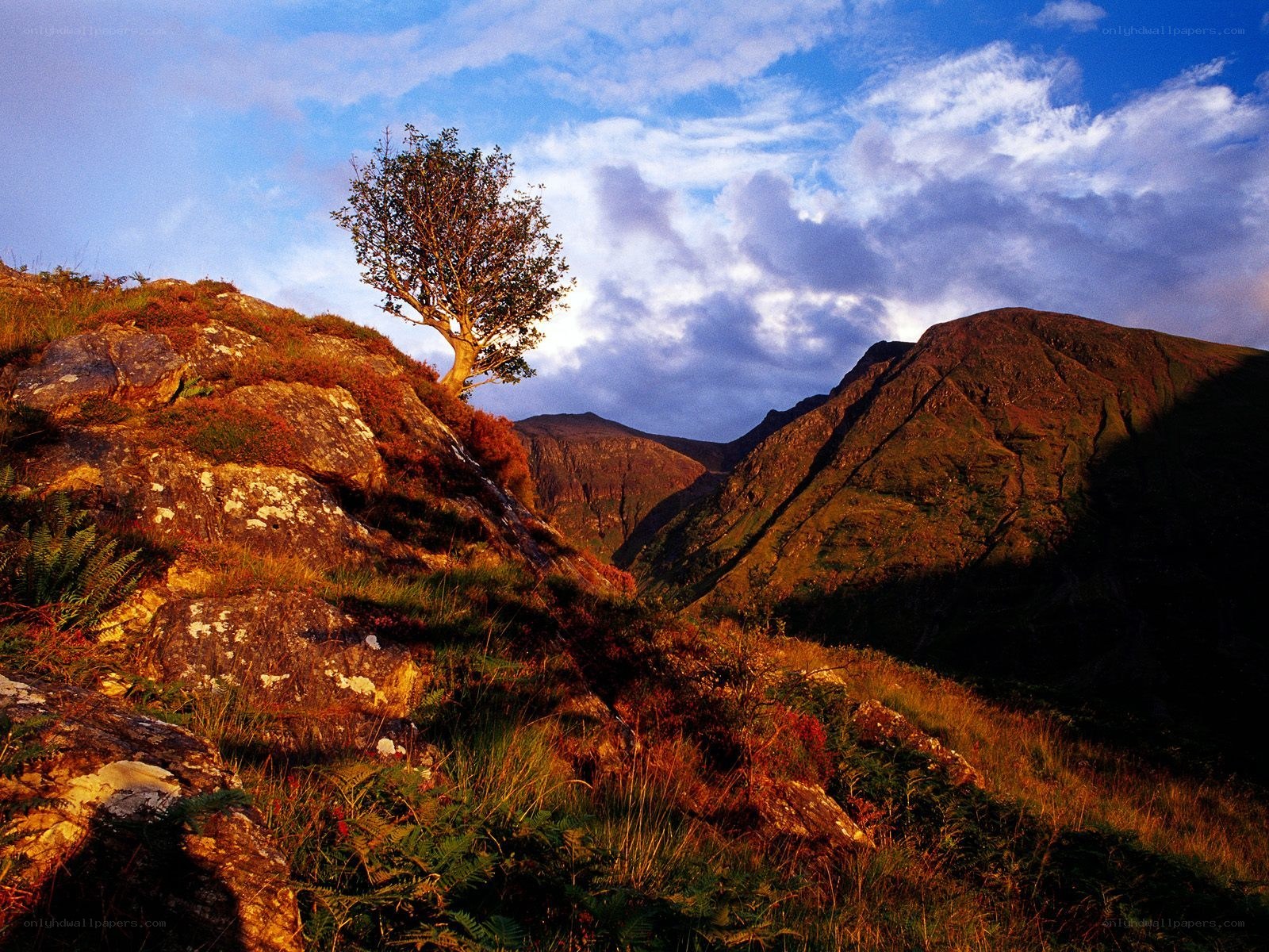 Solitary tree on a mountain slope