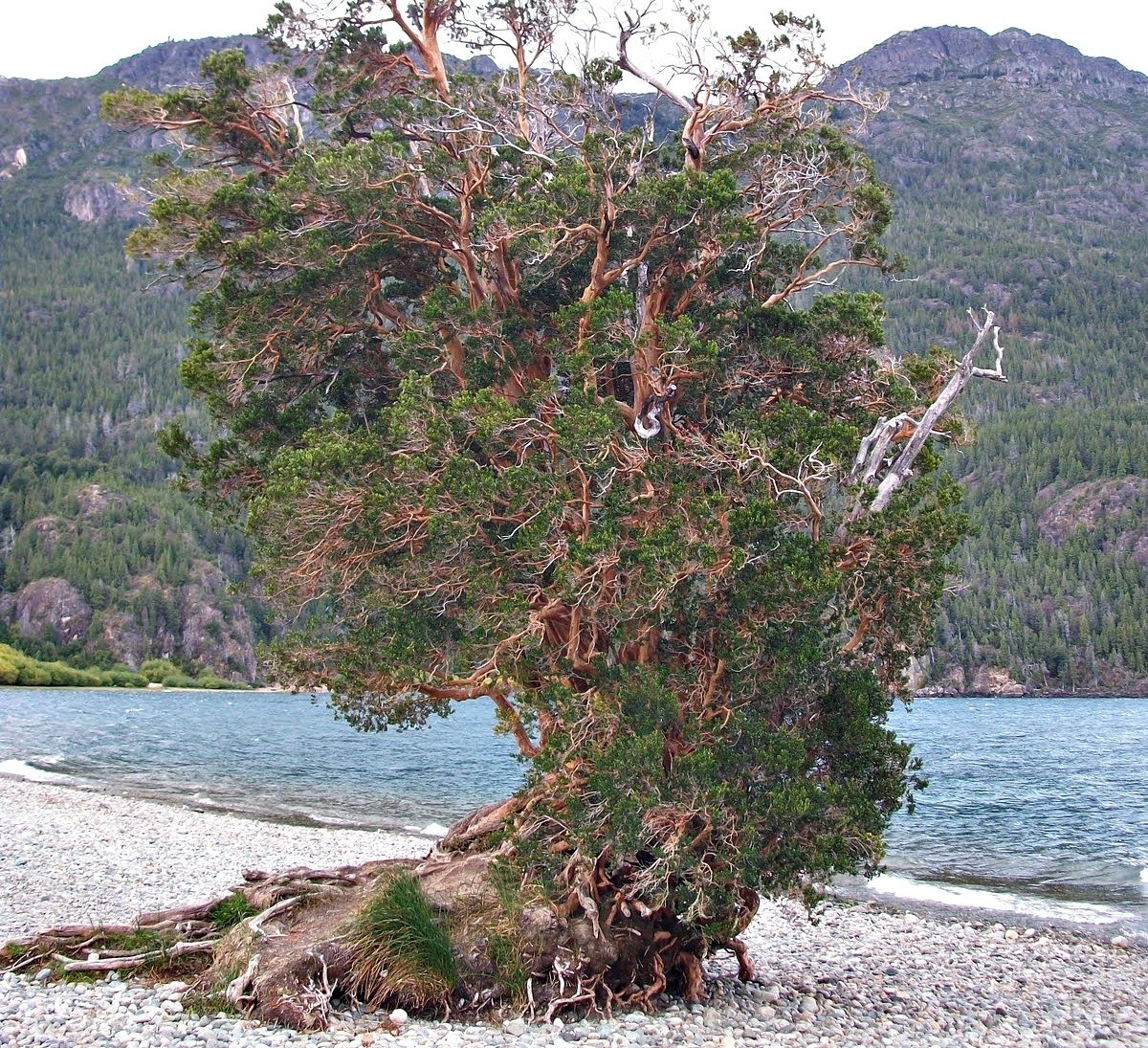 Solitary tree on a pebble beach