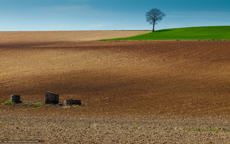 Solitary tree on a plowed field