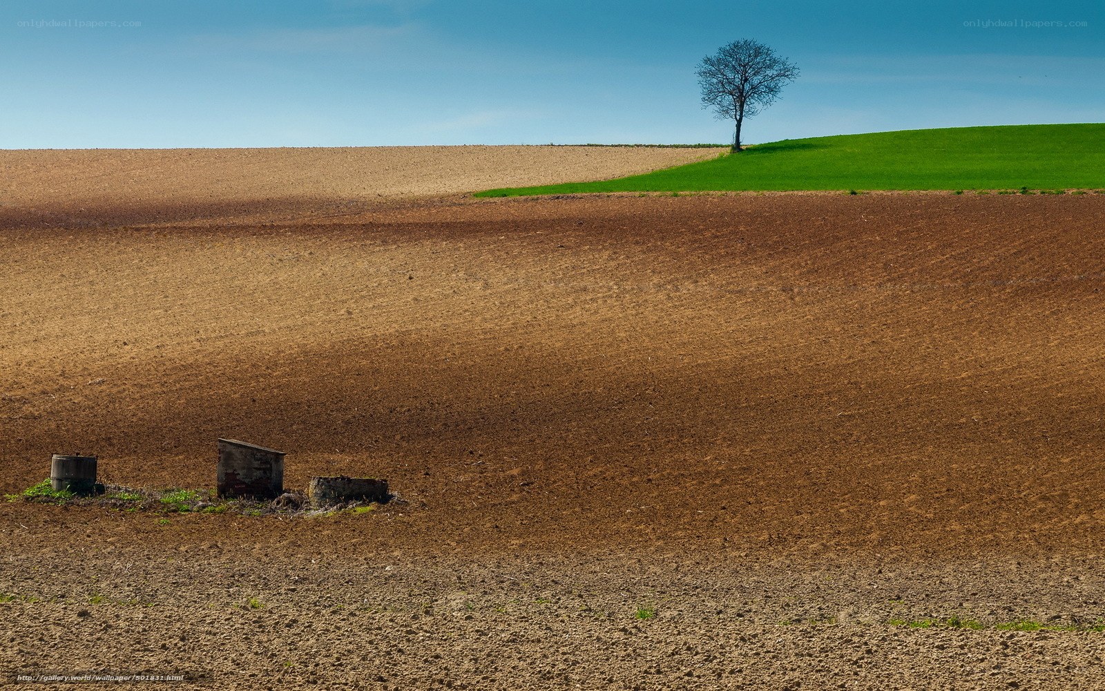 Solitary tree on a plowed field