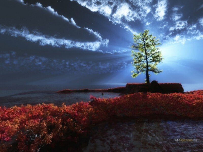 Solitary tree on a red island