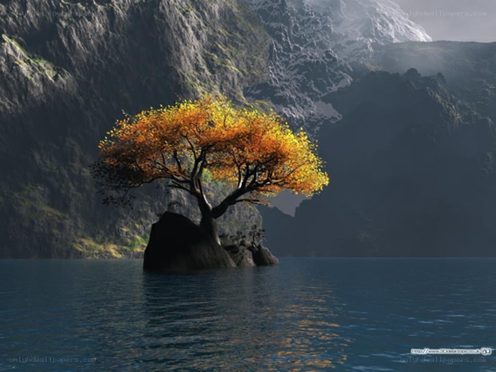 solitary tree on a rock