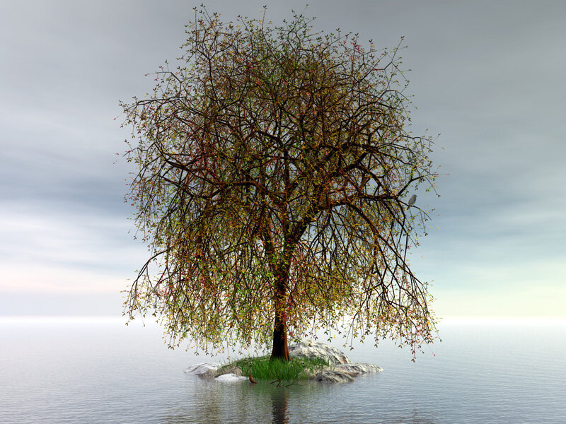 solitary tree on a rock island