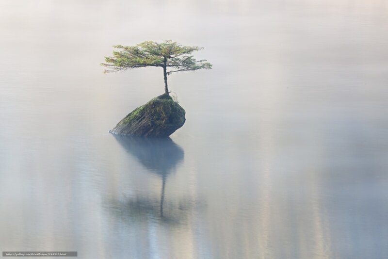 Solitary tree on a rock