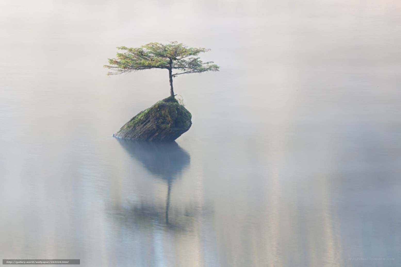 Solitary tree on a rock