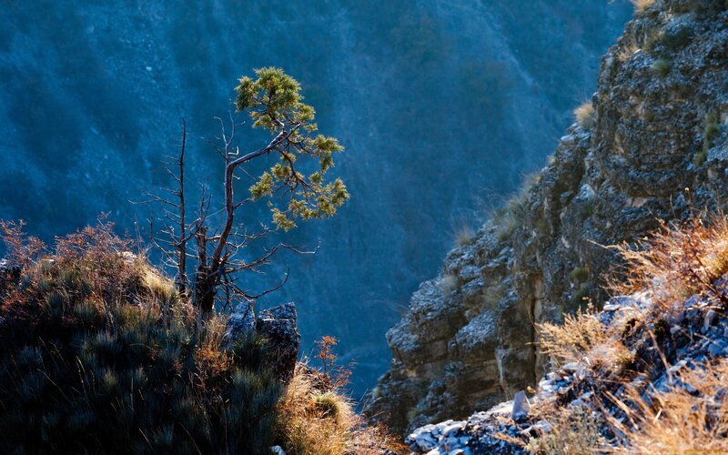 Solitary tree on a rocky cliff