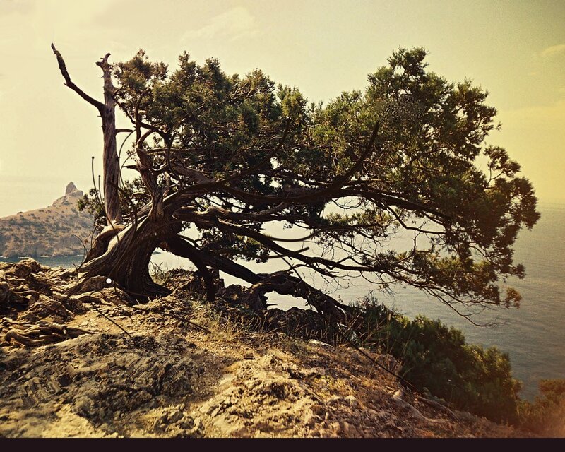 Solitary tree on a rocky cliff