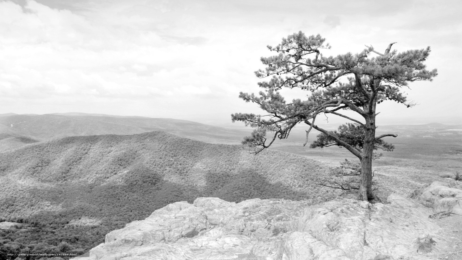 Solitary tree on a rocky cliff