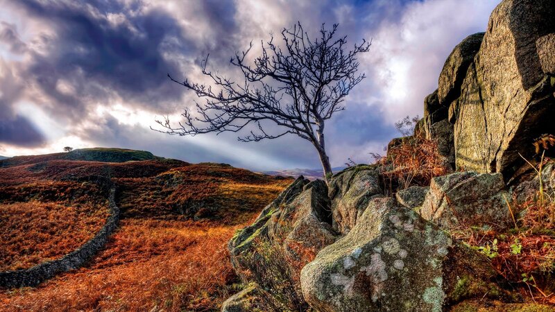 Solitary tree on a rocky hillside
