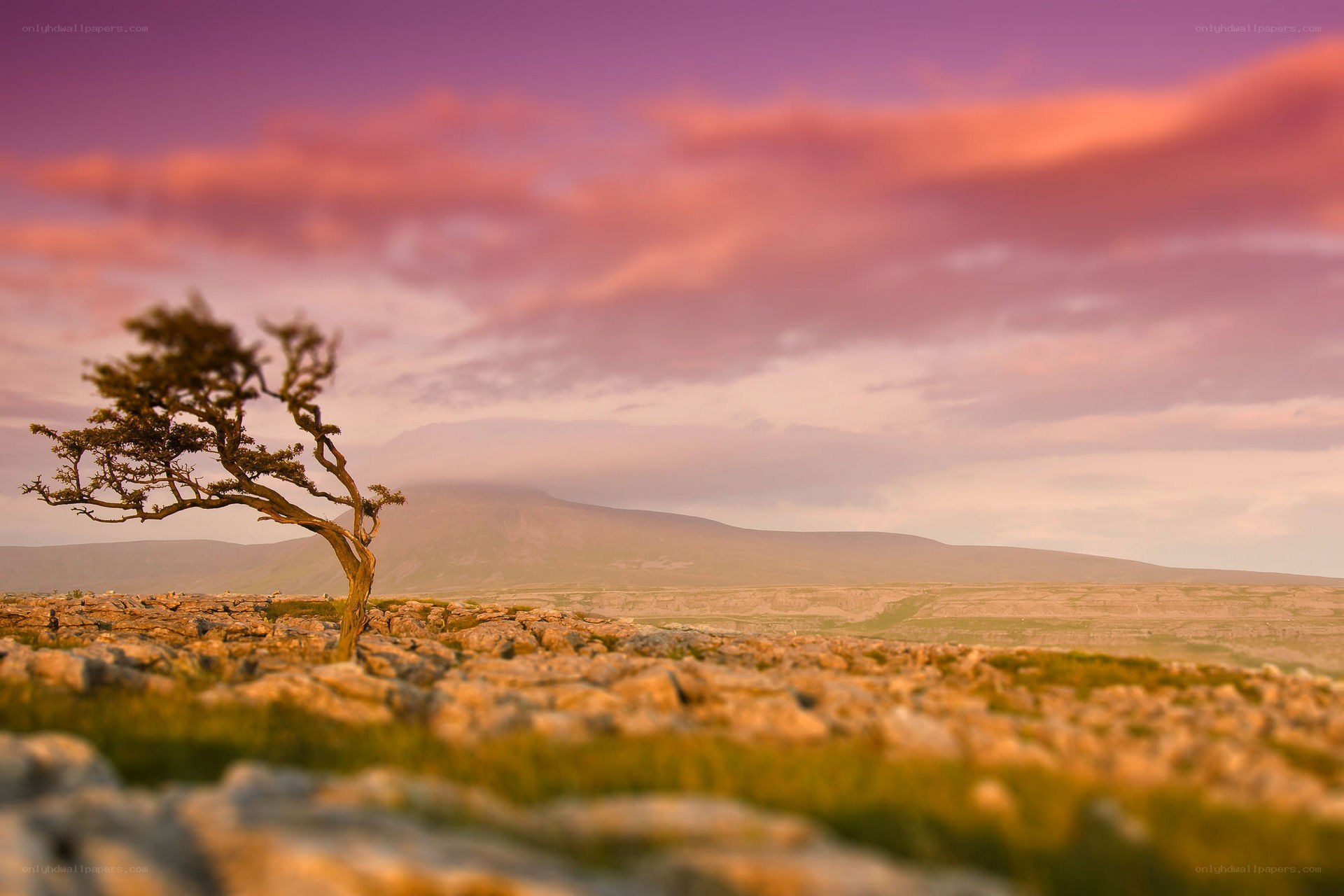 Solitary tree on a rocky plain