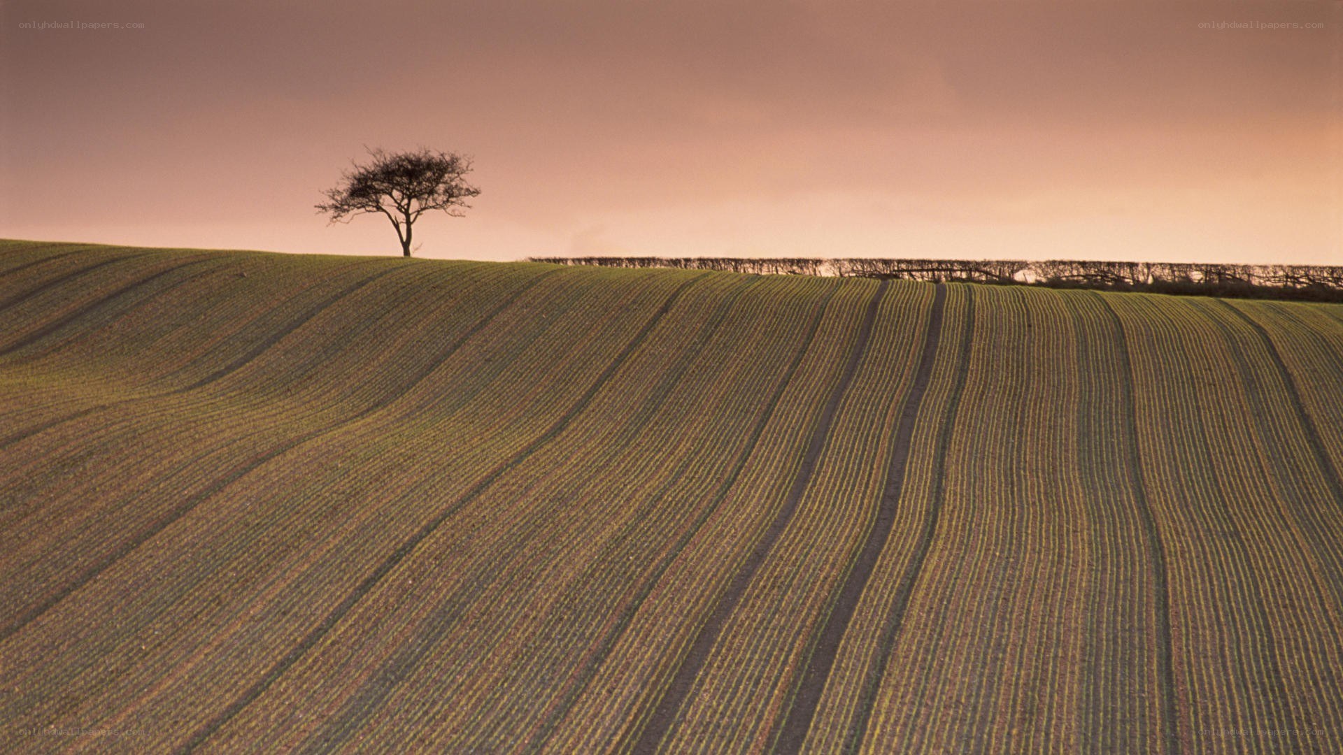 Solitary tree on a rolling field