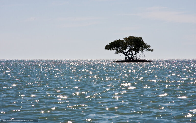 Solitary tree on a small island