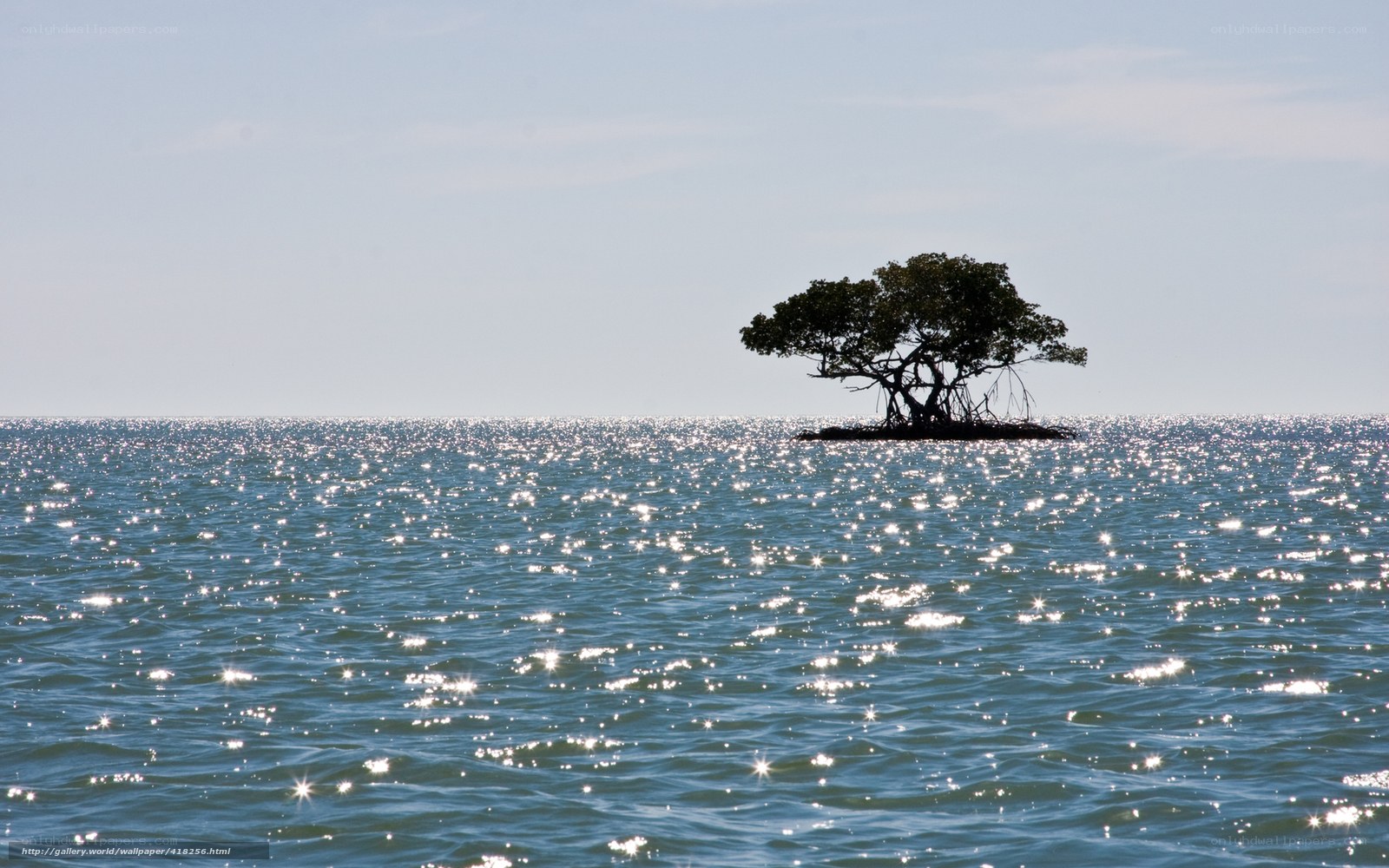 Solitary tree on a small island