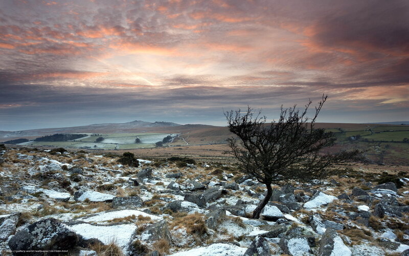 Solitary tree on a snowy hill