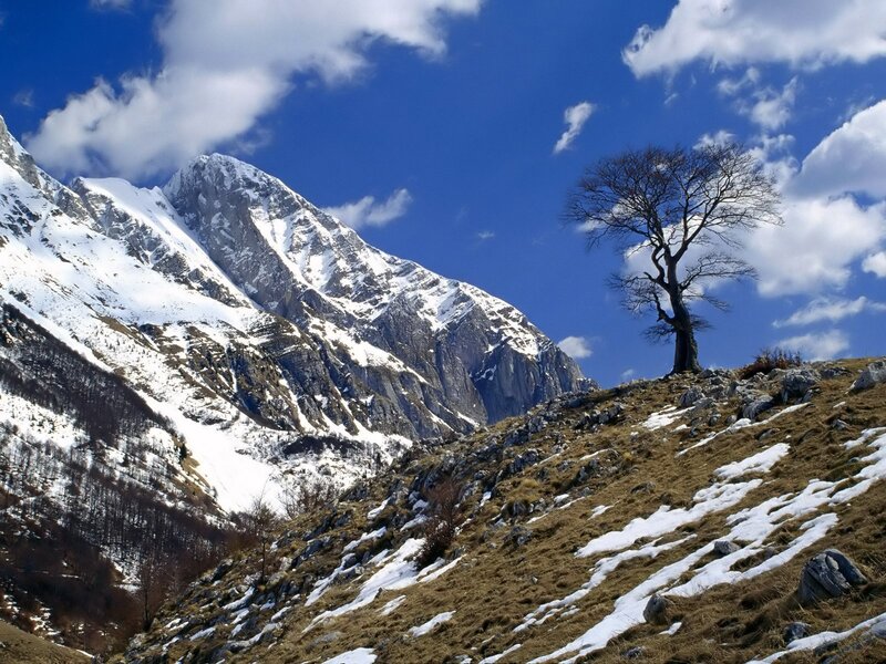Solitary tree on a snowy mountain slope