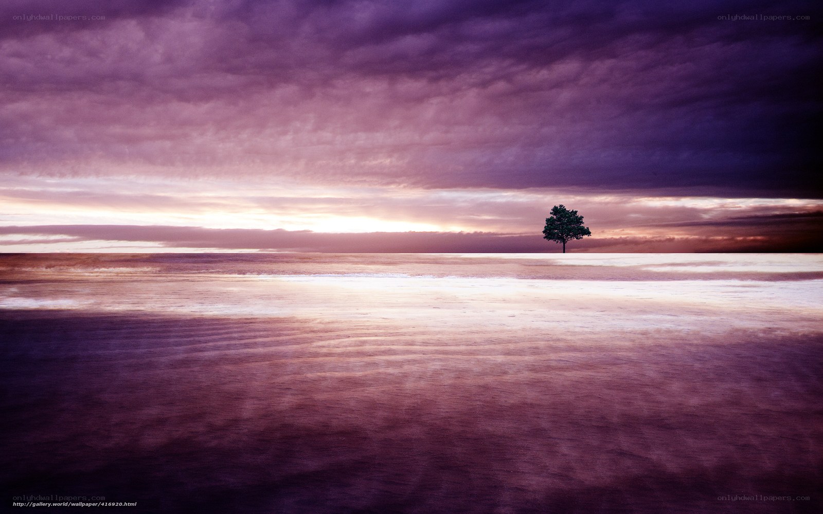 Solitary tree on a vast plain