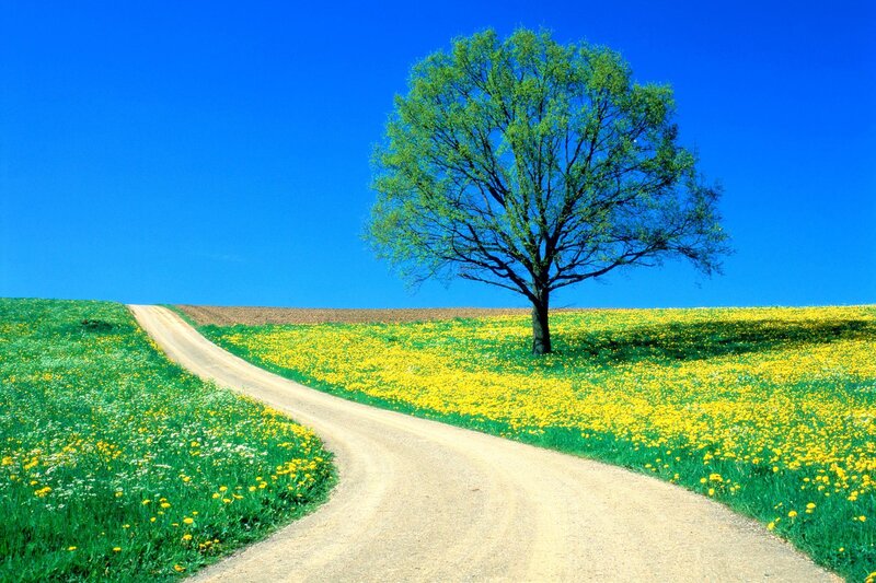 Solitary tree on a winding path
