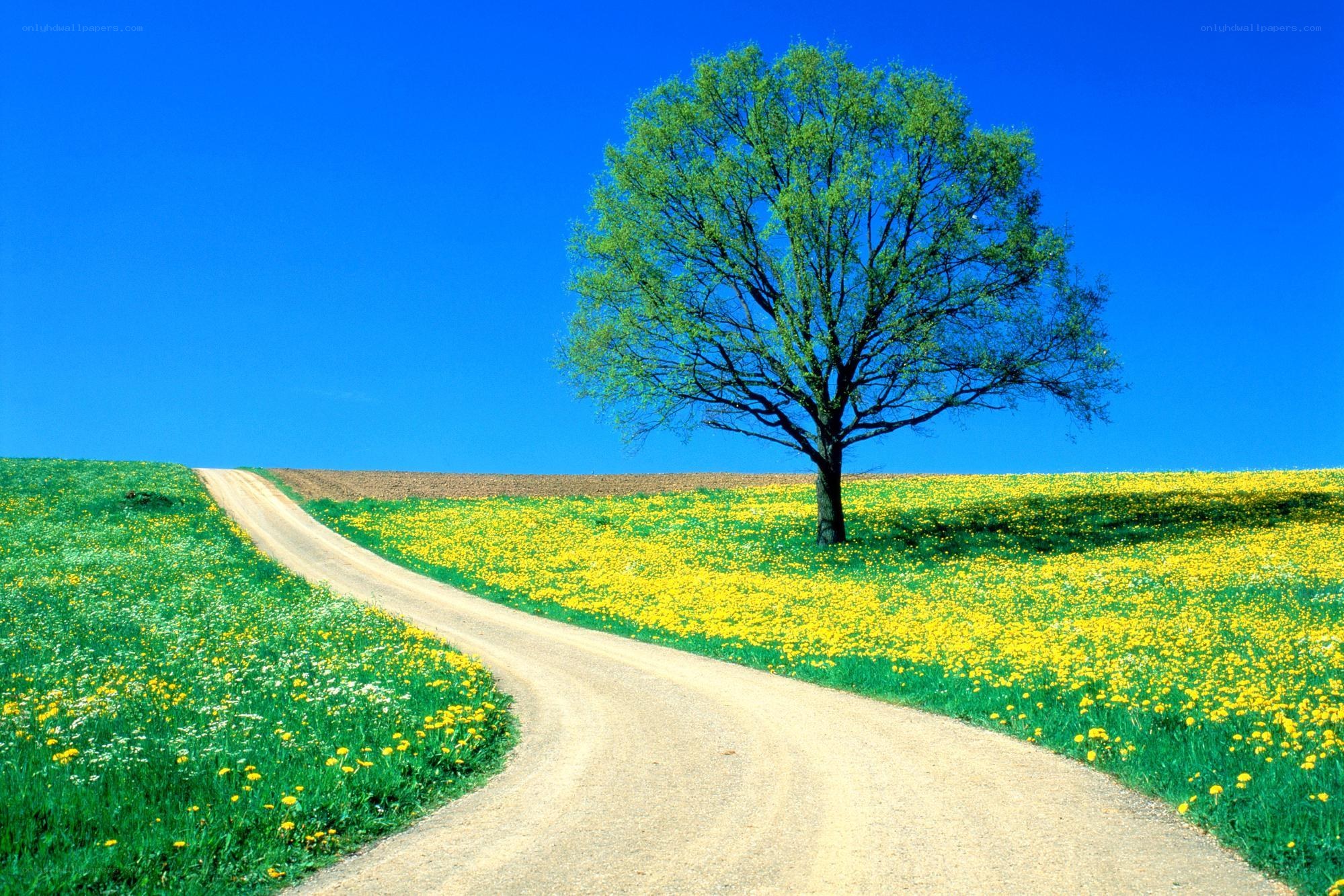 Solitary tree on a winding path
