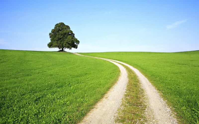 Solitary tree on a winding path