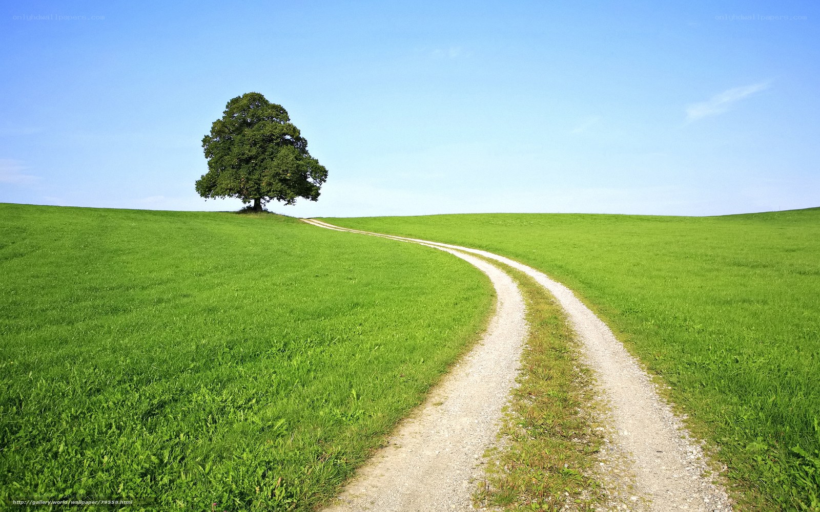 Solitary tree on a winding path