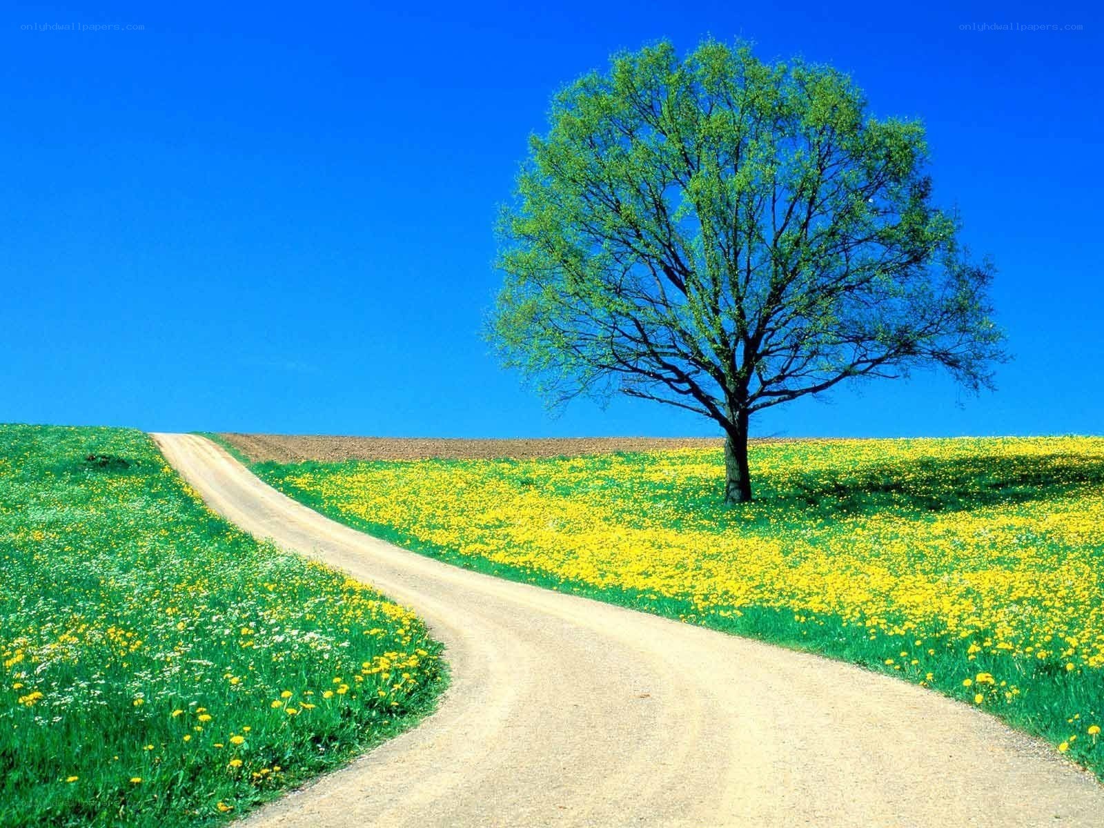 Solitary tree on a winding road