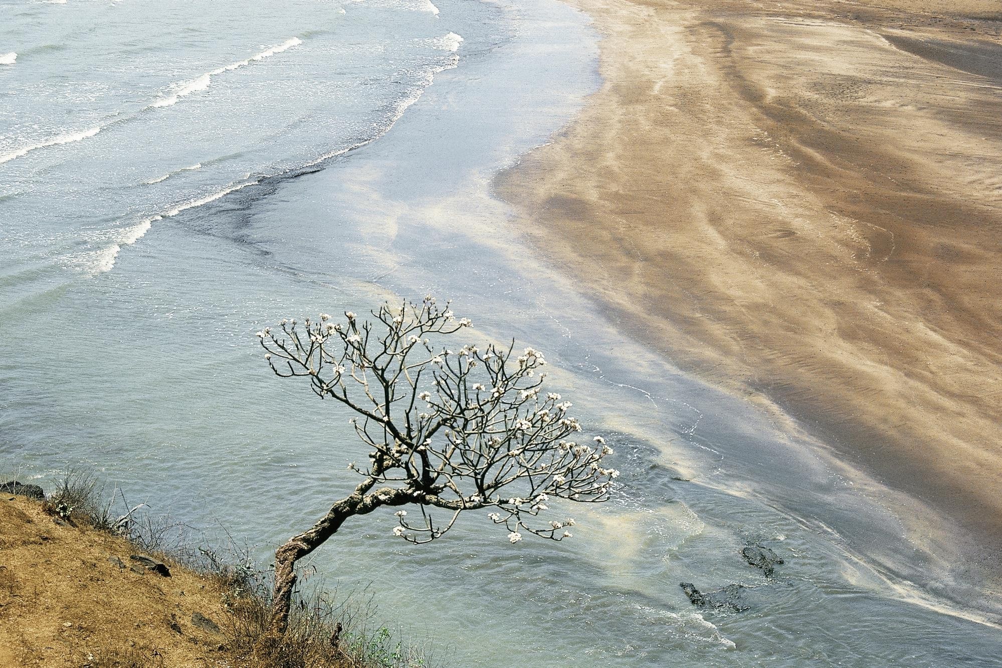 solitary tree on beach