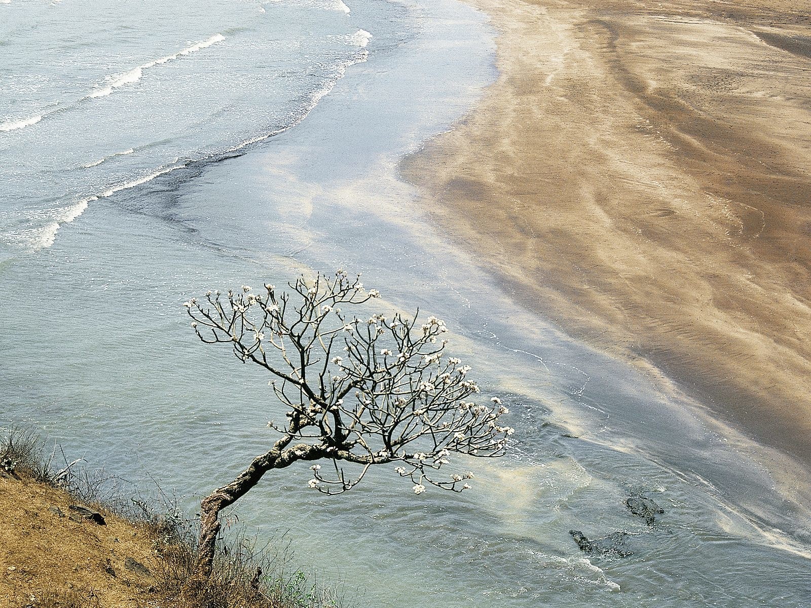 solitary tree on beach