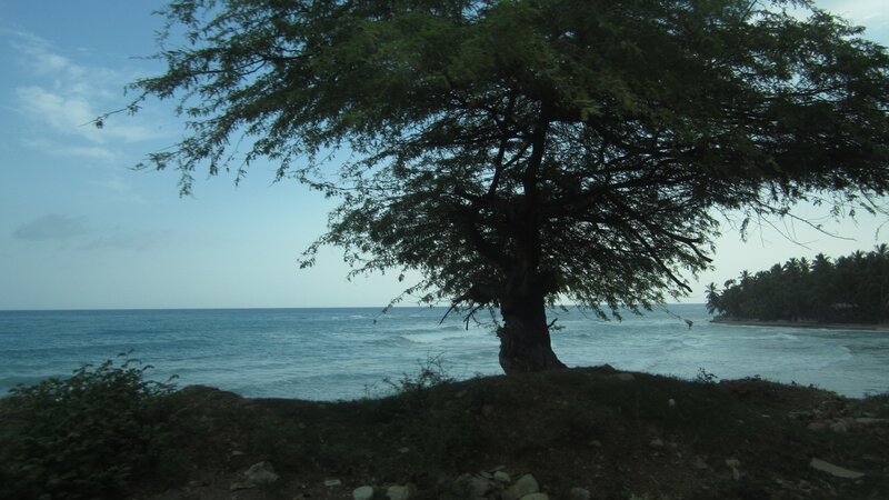 Solitary Tree on Beach — Blue, Serene, Afternoon