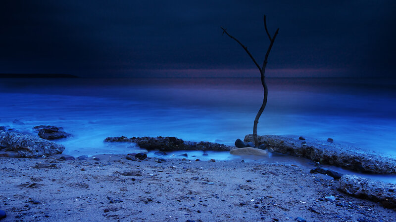 Solitary Tree on Beach — Blue