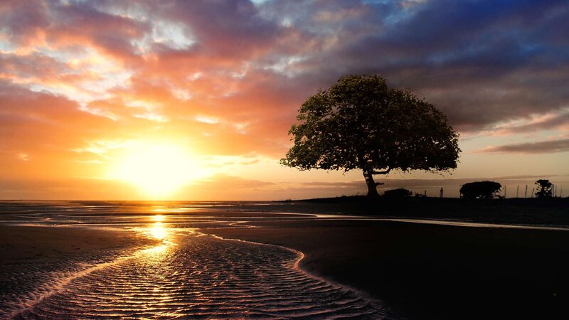 Solitary Tree on Beach — Orange, Serene