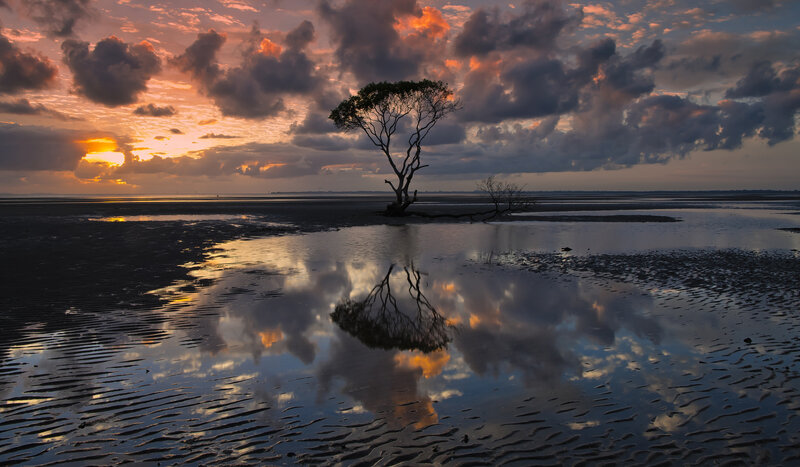 Solitary Tree on Beach — Orange