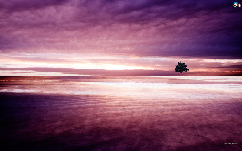 Solitary Tree on Beach — Purple