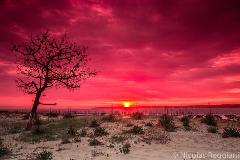 Solitary Tree on Beach — Red