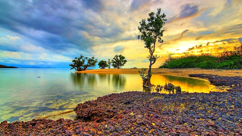 Solitary Tree on Beach — Yellow