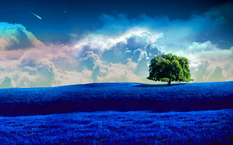 solitary tree on blue hill